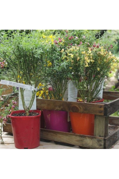 Саджанець Рокитника Лена